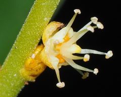 Flower of Leaf Litter Plant photo